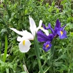 Bronnie Iris Key - Facebook