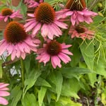Bronwyn Lowe Medical Herbalist - @bronwynherbs - Instagram