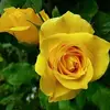 zikingzy_eng001 - @morrisonbronwyn - TikTok