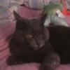bronwynannnelson - @the_kittie_person - TikTok