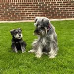 Bronwyn Read - @buddy_and_rafiki - Instagram