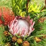Bronwyn Schultz - @bronnrs - Instagram