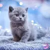 bronwynstone492 - @bronwynstone492 - TikTok