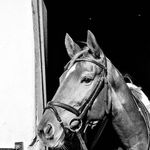 Bronwyn Wright - @gold_lining_equestrian - Instagram