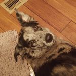 Bronwyn Wright - @azarfiresong - Instagram