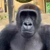 ️ - @owen.brooks - TikTok