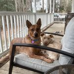 Brook & River Woolard - @redheelersisters - Instagram
