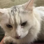 Brook Thomson - @brookthomson4 - Instagram