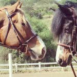 Brooktown Riders - @brooktown_girls - Instagram