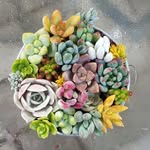 Brooktown Succulents - @brooktownsucculents - Instagram