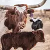 Brooklynn Elam720 - @walker_brook - TikTok