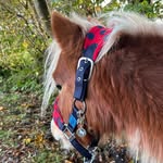 Brooke and Amos - @adventures_with_amos_eq - Instagram