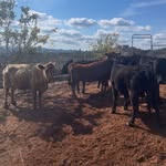 Brooke Andersen - @hawk.hill.homestead - Instagram