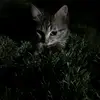 Brooke_blum - @brooke_blum - TikTok