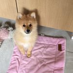 Brooke Carroll🐶🐾 - @xxbrookecarrolllxx - Instagram