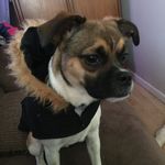 Freedom Brooke Dorman - @ollieandanimalfriends - Instagram