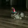 BrookeDunneHolmes - @cottencandy4life - TikTok