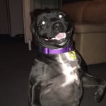Toothless - @brookefellows2018 - Instagram