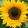 Brooke Lloyd - @sunflowersxoxlol - TikTok