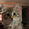 Brooke_McBride - @fatshitsmear - TikTok
