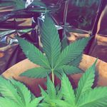 Brooke Mcclellan - @help.me.im.drowning.in.lies - Instagram