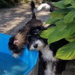 Moose and Brooke - @mooseandbrookebernedoods - Instagram