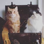 Brooke Mott - @magical1244456566 - Instagram