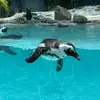 Brooke Partain - @sid_the_sloth0917 - TikTok