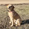 Brooke Terrell - @countylinefarmandkennels - TikTok