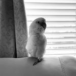 Brooke Whaley - @brookiesbirds - Instagram