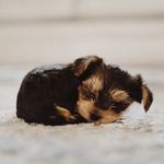 Winnie Brooke the Pup - @winniebrookepup - Instagram