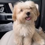 Brooklyn Bean - @goodboybrooklyn - Instagram