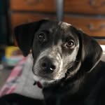 Brooklyn Belle🐾 - @brooklyn.belle2020 - Instagram