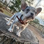 Brooklyn Benjamin the frenchie - @brooklynbenjaminm - Instagram