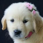 Brooklyn Elizabeth Benjamin - @dogangel123456 - Instagram