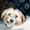 🕊❤️bentley🕊❤️ - @bentleybrooklyn - TikTok