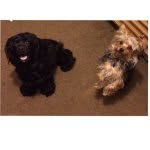 Bentley&Brooklyn - @bentleyandbrooklyn - Instagram