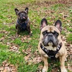 Brooklyn & Bentley - @brooklyn_the_bavarian_frenchie - Instagram