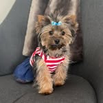 Brooklyn Bentley - @brooklynnewyorkie - Instagram