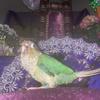 BIRD - @brooklyn_birdy - TikTok