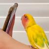 Brooklyn Bird - @lifewbirds - TikTok