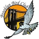 Brooklyn Bird Club - @bklynbirdclub - Instagram