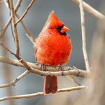 The Birds of Brooklyn! - @brooklynbirding - Instagram