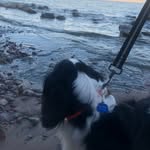 Grey & Brooklyn Bright - @cavalierrs - Instagram