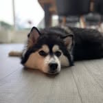 Brooklyn (Brooks) - @pomskybrooklyn - Instagram