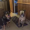 Chance&Capon&brooklyn - @chancecaponandbrooklyn - TikTok