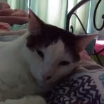 Brooklyn Chappell - @jude_cat_love - Instagram