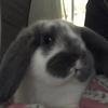 Brooklyn Clay - @brooklyn_and_chico - TikTok