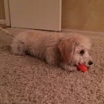 Brooklyn Cohen - @brooklynthepup - Instagram