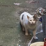Brooklyn Colony Catz - @brooklyn_colony_catz - Instagram